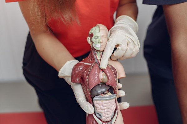 Pelvik Venöz Konjesyon